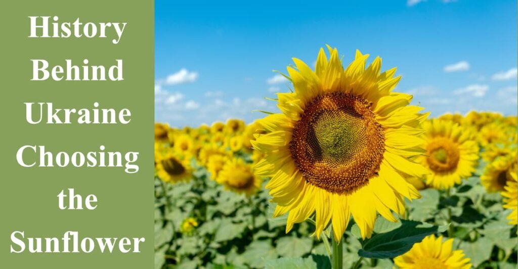 History Behind Ukraine Choosing the Sunflower