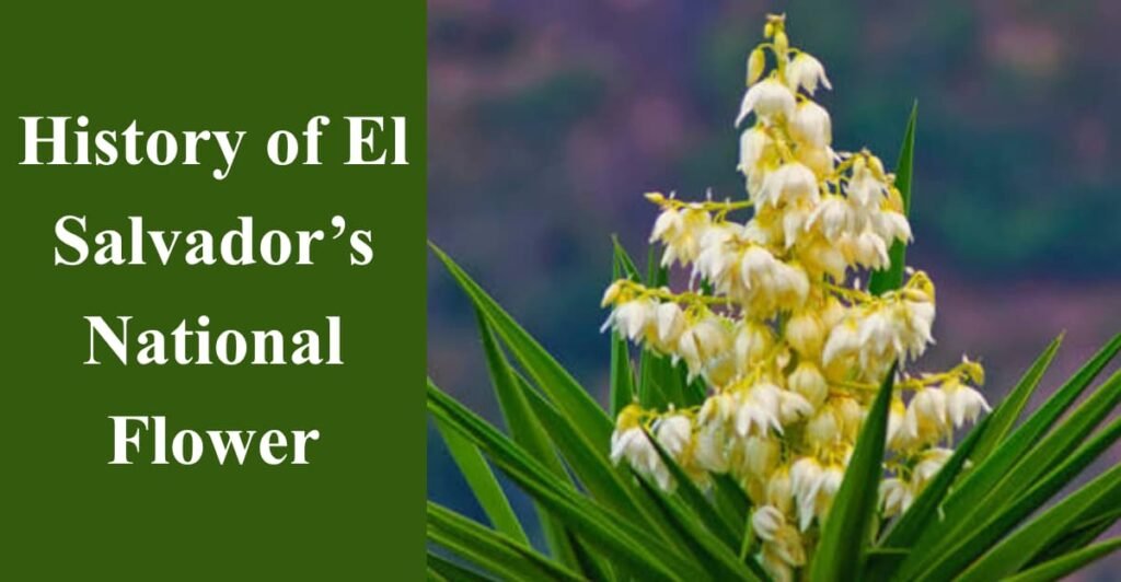 History of El Salvador’s National Flower