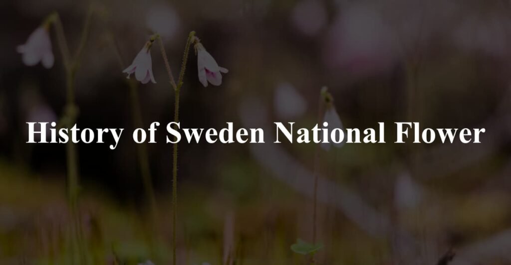 History of Sweden National Flower