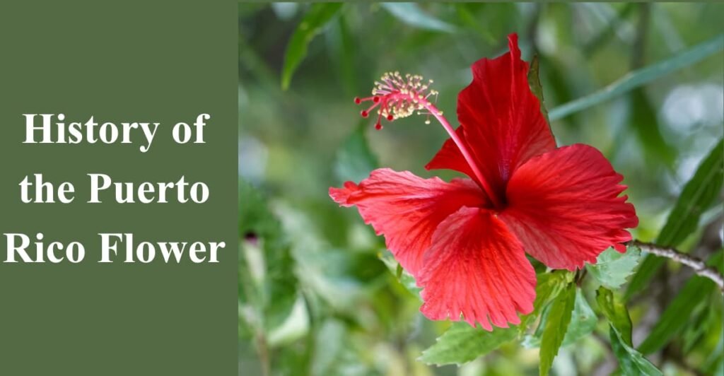 History of the Puerto Rico Flower