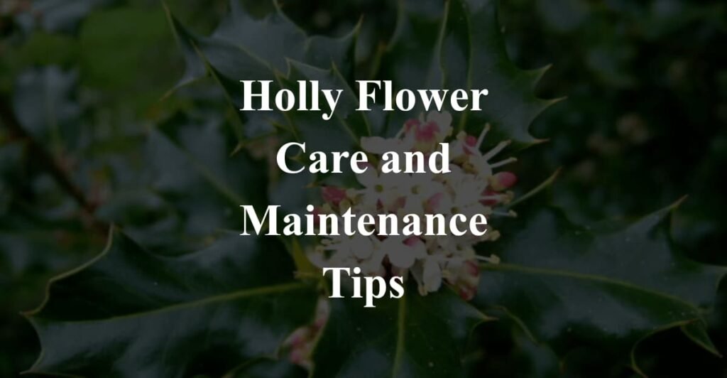 Holly Flower Care and Maintenance Tips