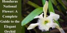 Honduras National Flower: A Complete Guide to the Elegant Orchid