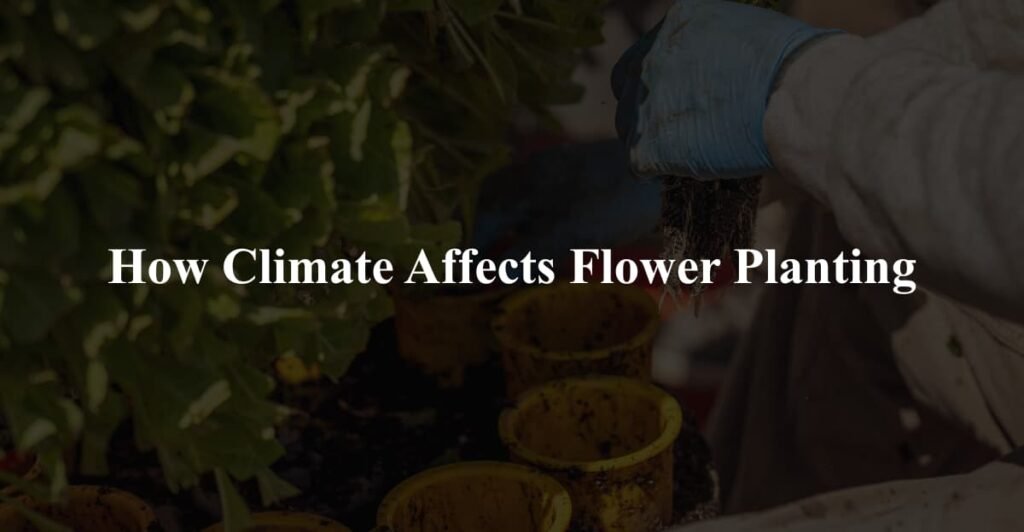 How Climate Affects Flower Planting