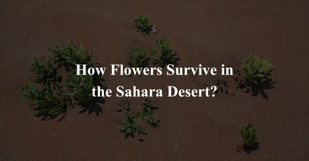 How Flowers Survive in the Sahara Desert?