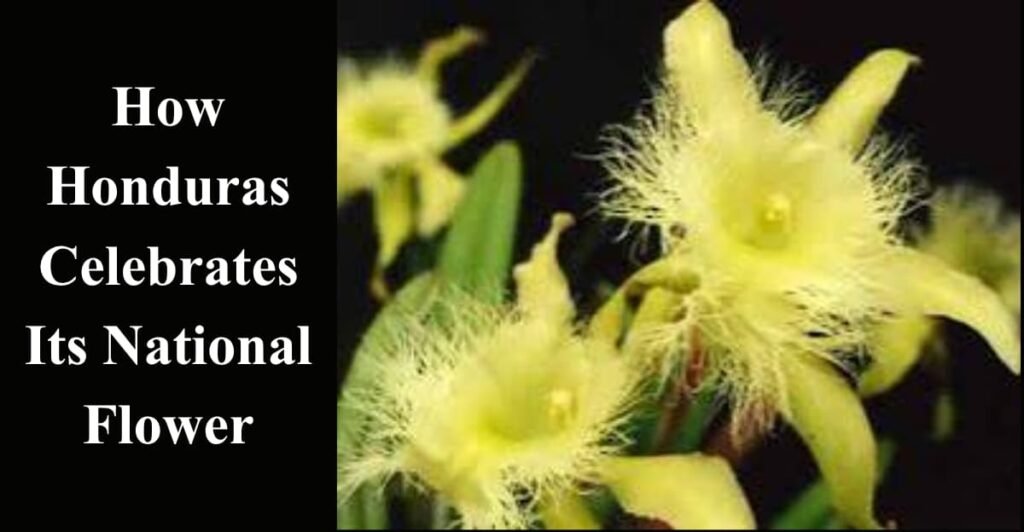 How Honduras Celebrates Its National Flower
