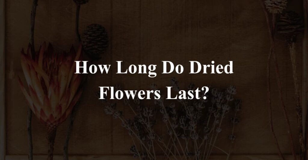 How Long Do Dried Flowers Last?