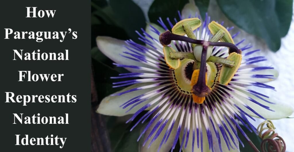 How Paraguay’s National Flower Represents National Identity