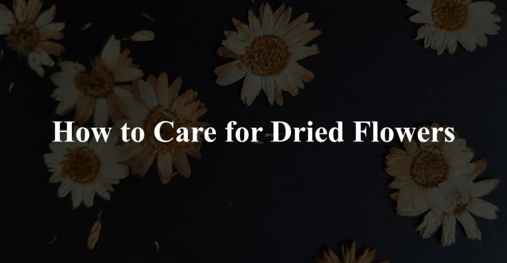 How to Care for Dried Flowers
