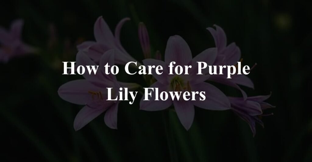 How to Care for Purple Lily Flowers
