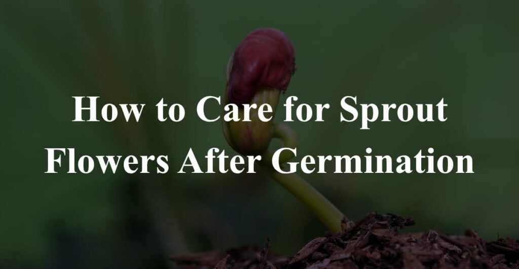 How to Care for Sprout Flowers After Germination