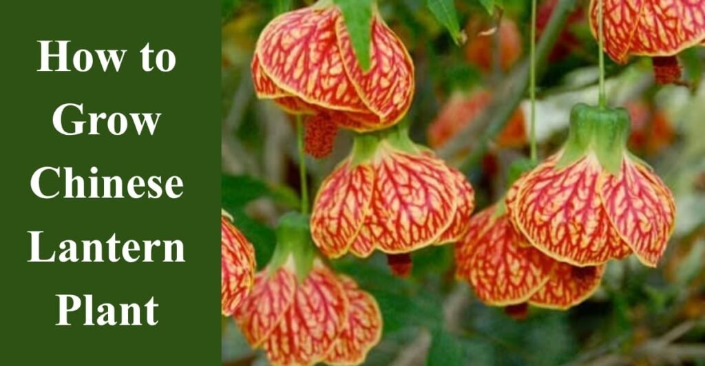 How to Grow Chinese Lantern Plant