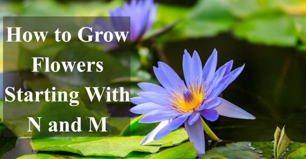 How to Grow Flowers Starting With N and M
