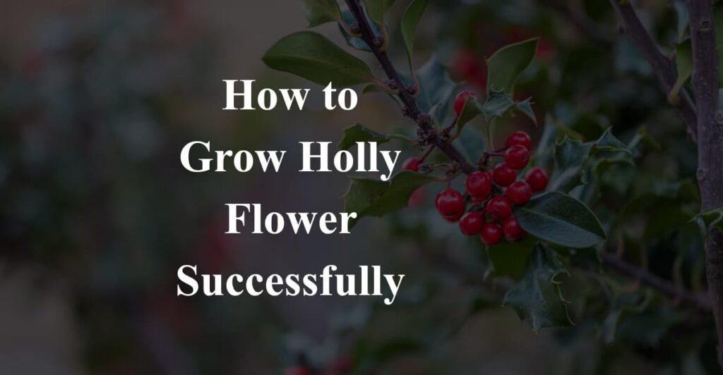 How to Grow Holly Flower Successfully