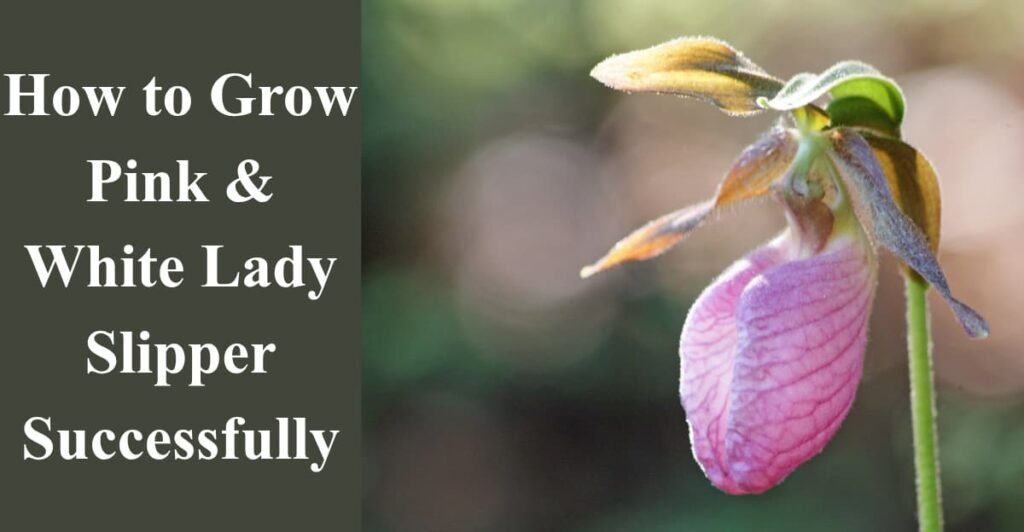 How to Grow Pink & White Lady Slipper Successfully