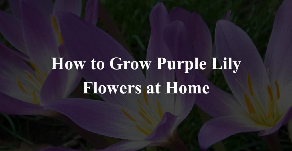 How to Grow Purple Lily Flowers at Home