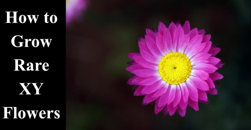 How to Grow Rare XY Flowers