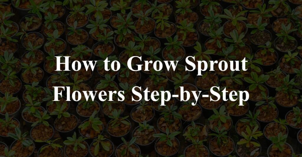 How to Grow Sprout Flowers Step-by-Step