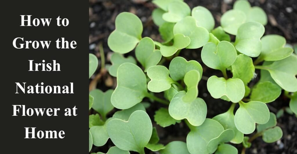 How to Grow the Irish National Flower at Home