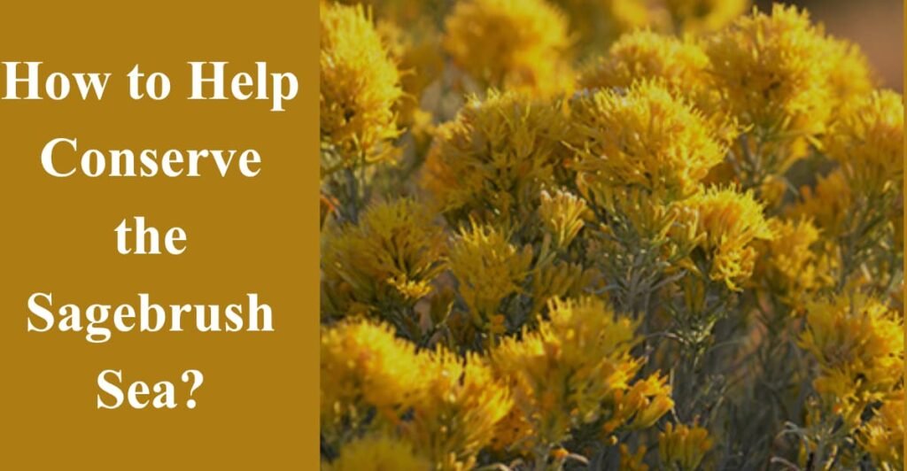 How to Help Conserve the Sagebrush Sea?