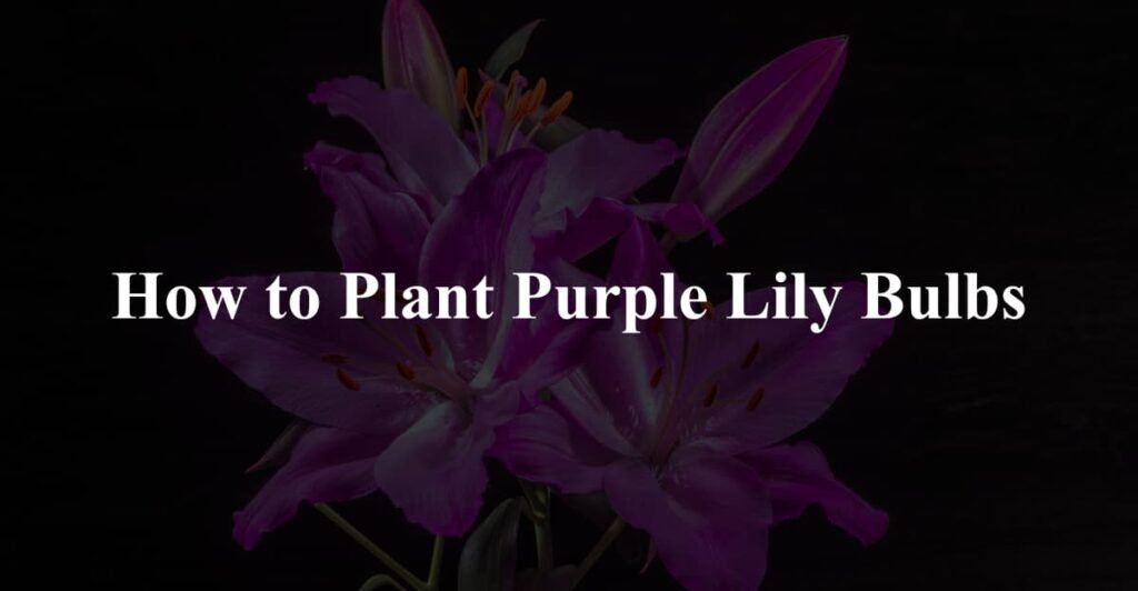 How to Plant Purple Lily Bulbs