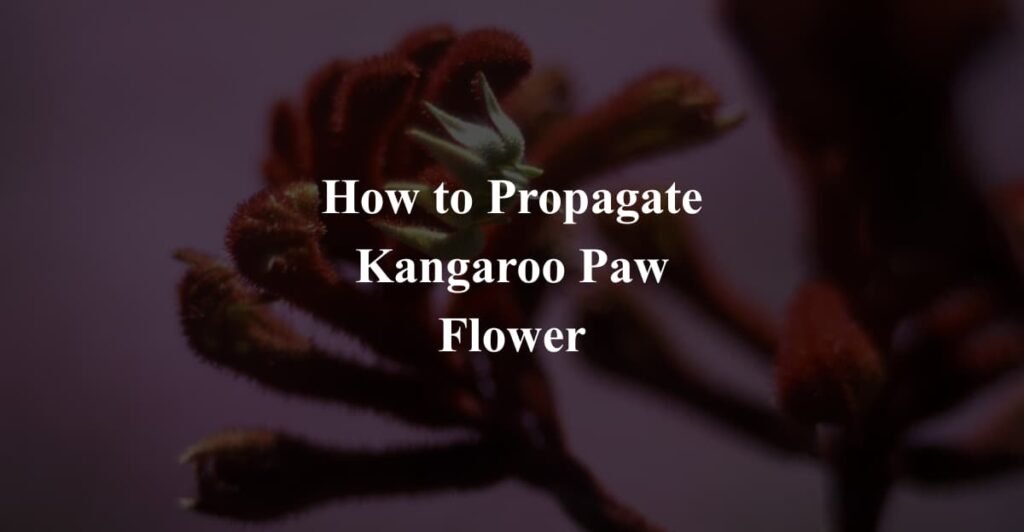 How to Propagate Kangaroo Paw Flower