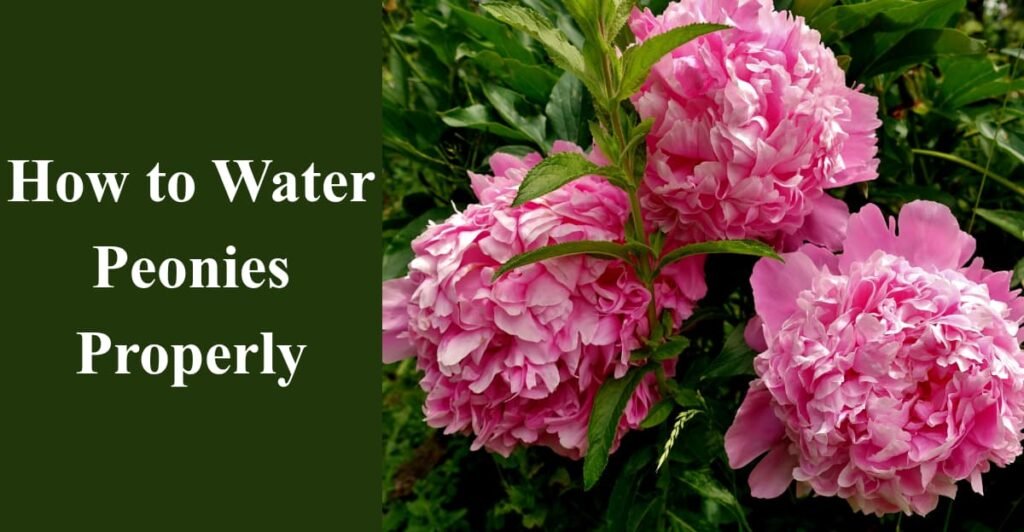 How to Water Peonies Properly