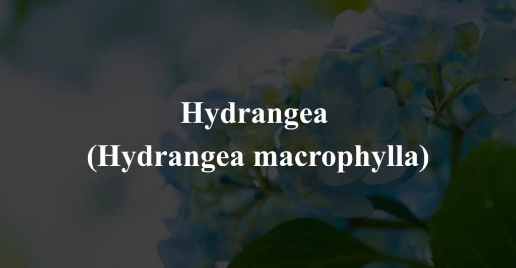 Hydrangea 
(Hydrangea macrophylla)