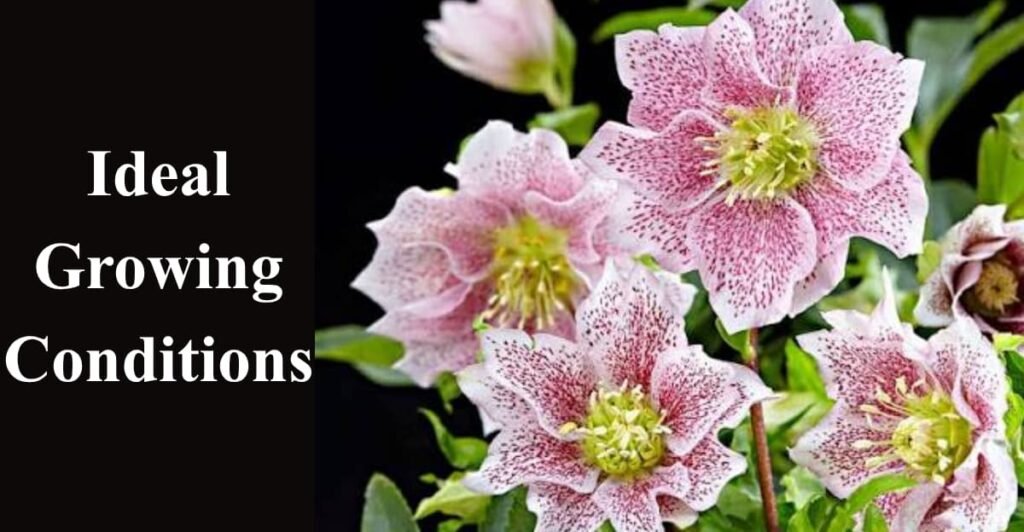 Ideal Growing Conditions