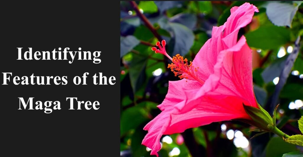 Identifying Features of the Maga Tree