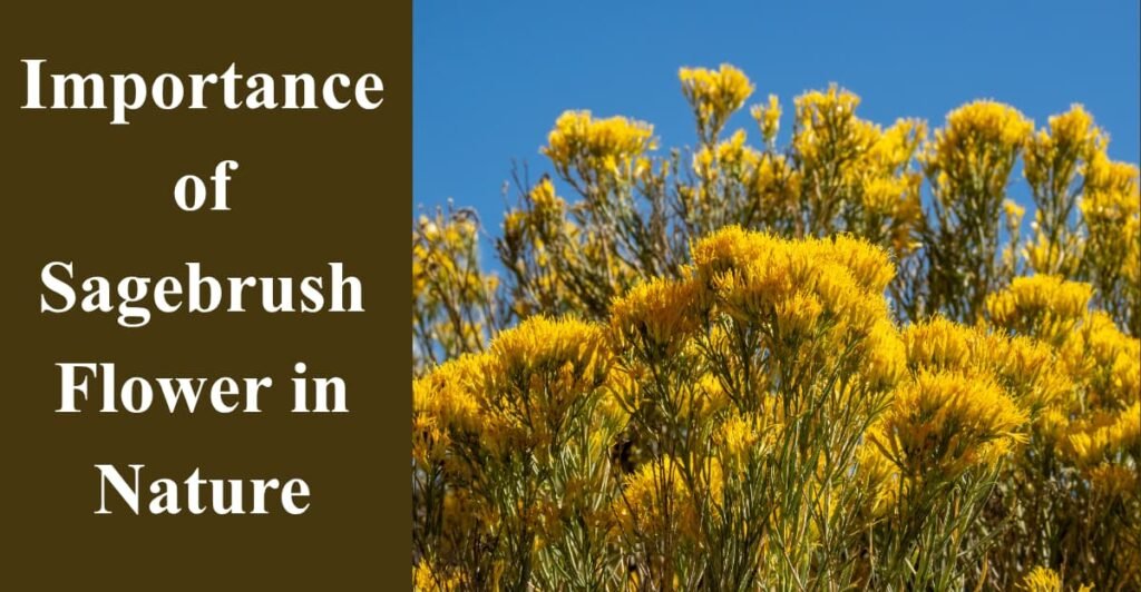 Importance of Sagebrush Flower in Nature