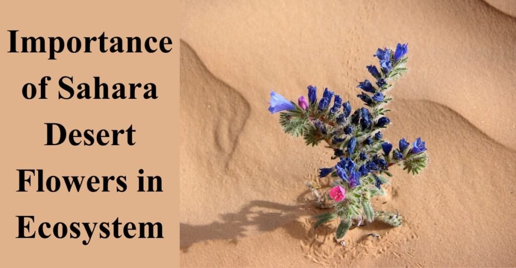 Importance of Sahara Desert Flowers in Ecosystem