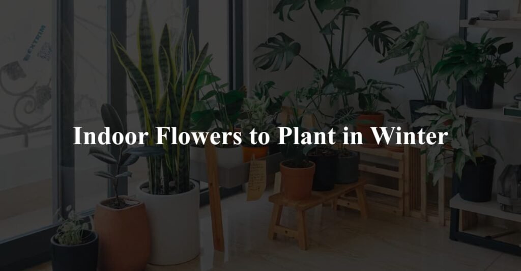 Indoor Flowers to Plant in Winter
