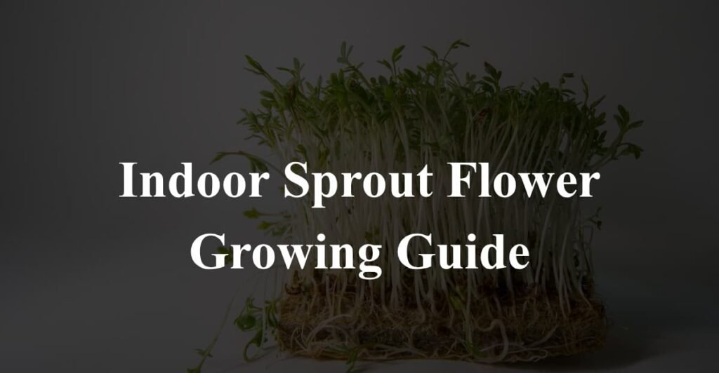 Indoor Sprout Flower Growing Guide