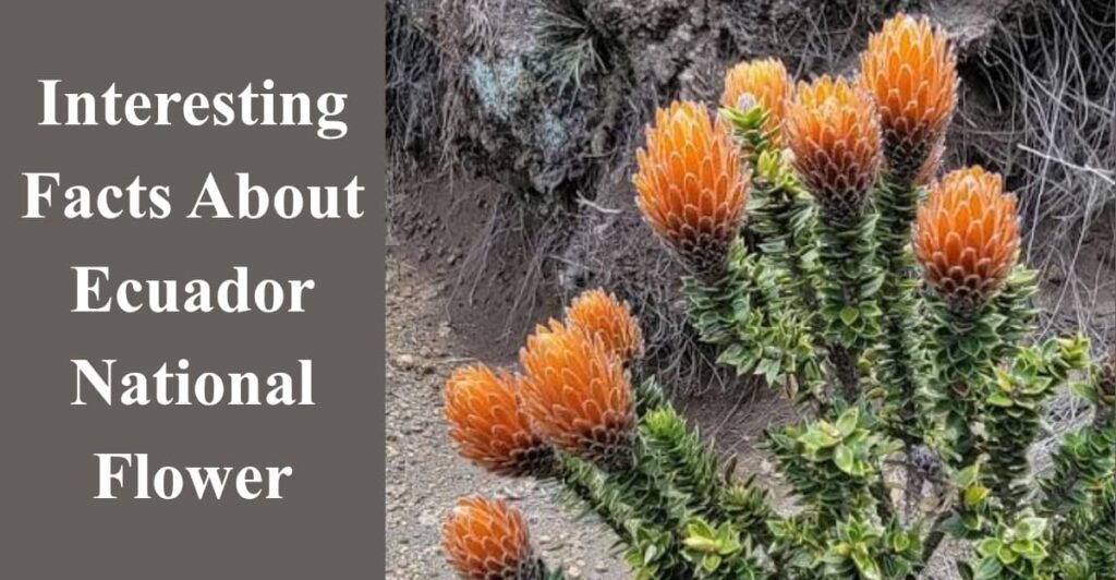 Interesting Facts About Ecuador National Flower