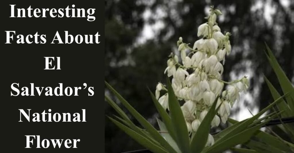 Interesting Facts About El Salvador’s National Flower