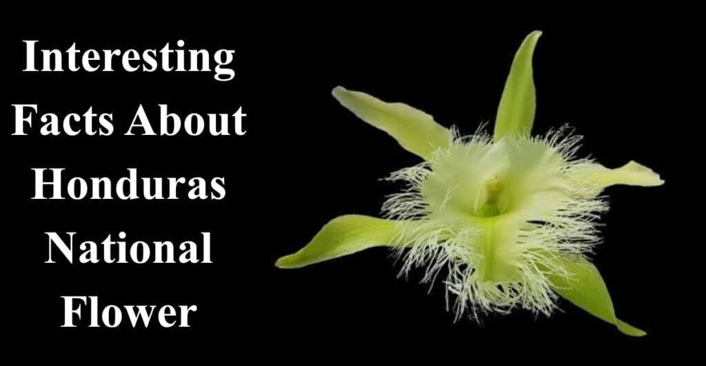 Interesting Facts About Honduras National Flower