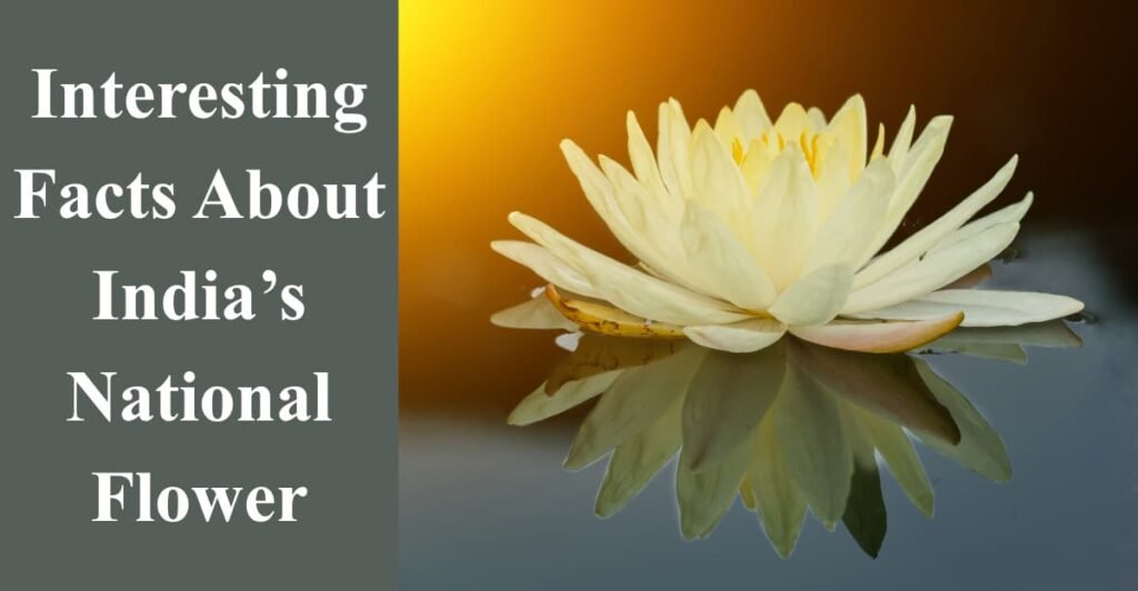 Interesting Facts About India’s National Flower