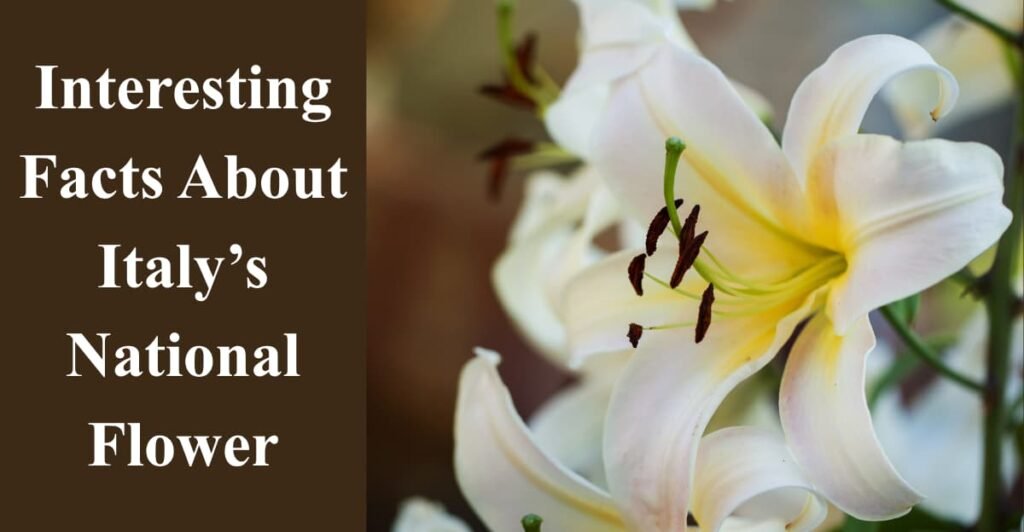 Interesting Facts About Italy’s National Flower
