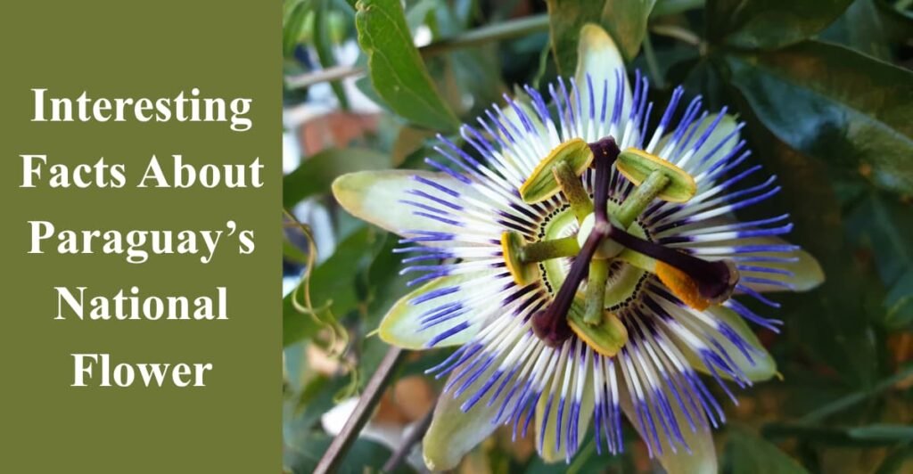 Interesting Facts About Paraguay’s National Flower