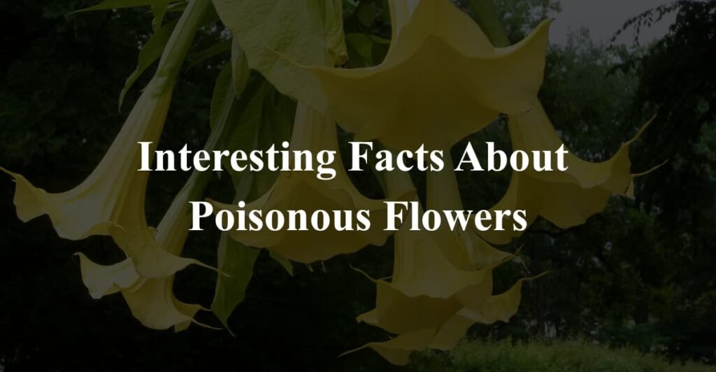 Interesting Facts About 
Poisonous Flowers