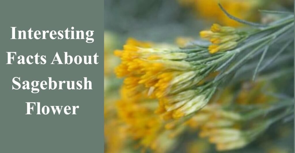 Interesting Facts About Sagebrush Flower