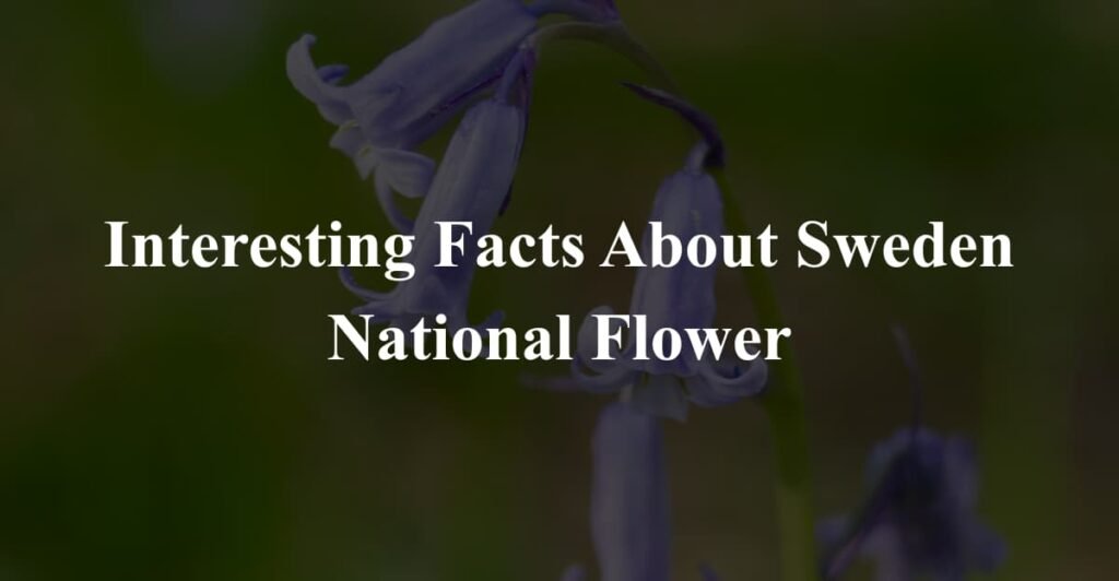 Interesting Facts About Sweden National Flower