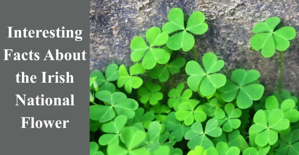 Interesting Facts About the Irish National Flower