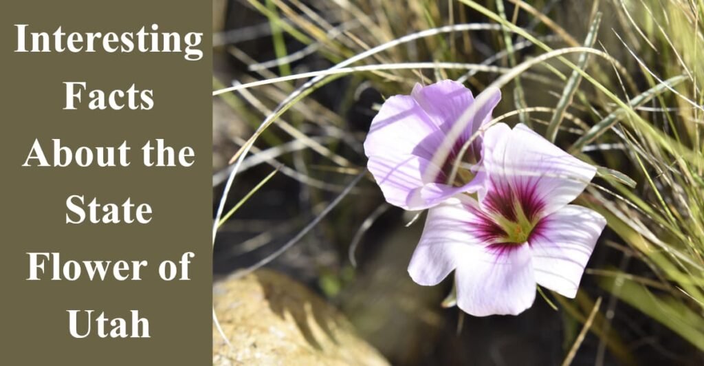 Interesting Facts About the State Flower of Utah