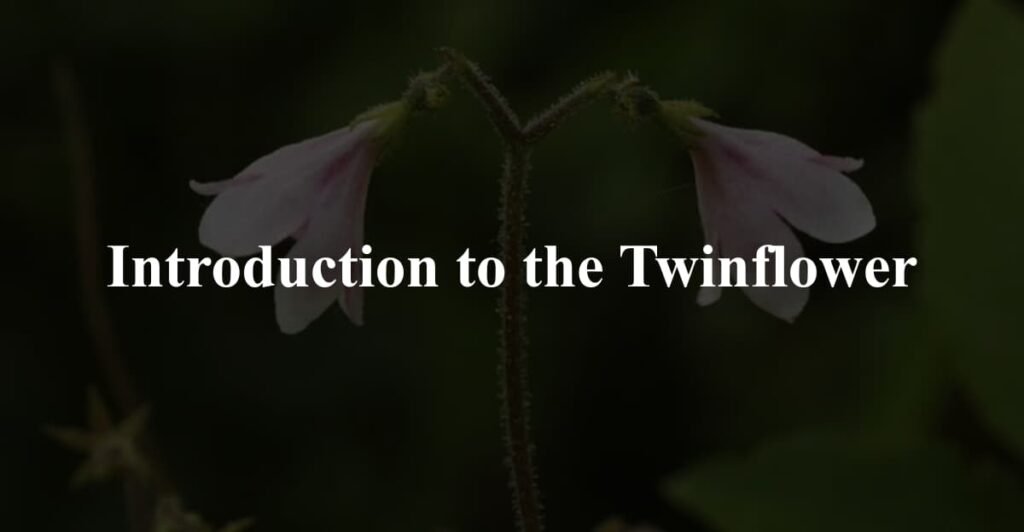 Introduction to the Twinflower