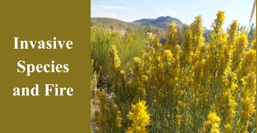 Invasive Species and Fire