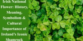 Irish National Flower: History, Meaning, Symbolism & Cultural Importance of Ireland’s Iconic Shamrock