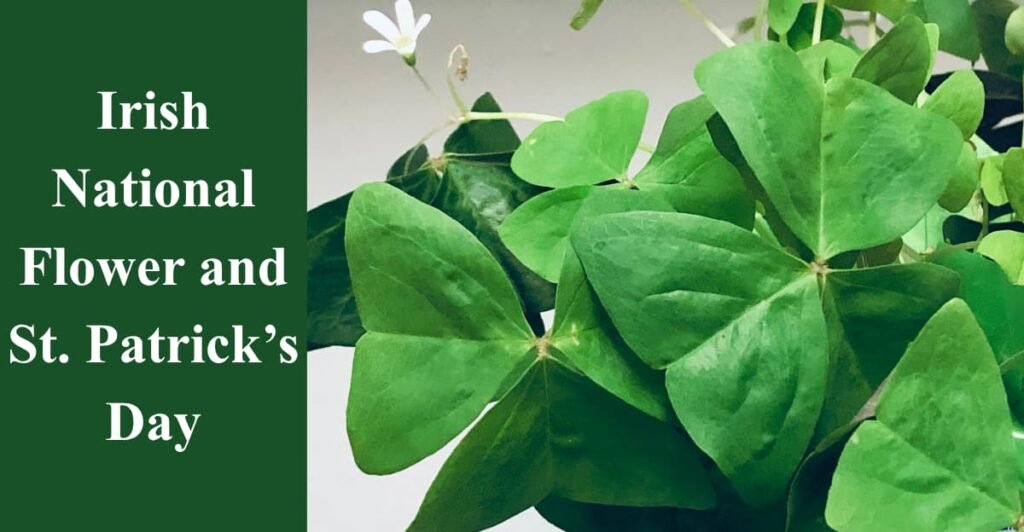 Irish National Flower and St. Patrick’s Day