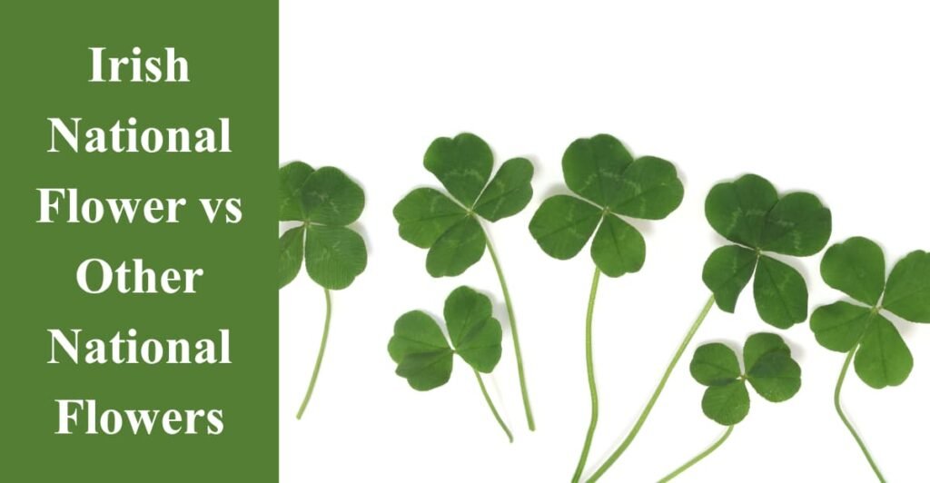 Irish National Flower vs Other National Flowers