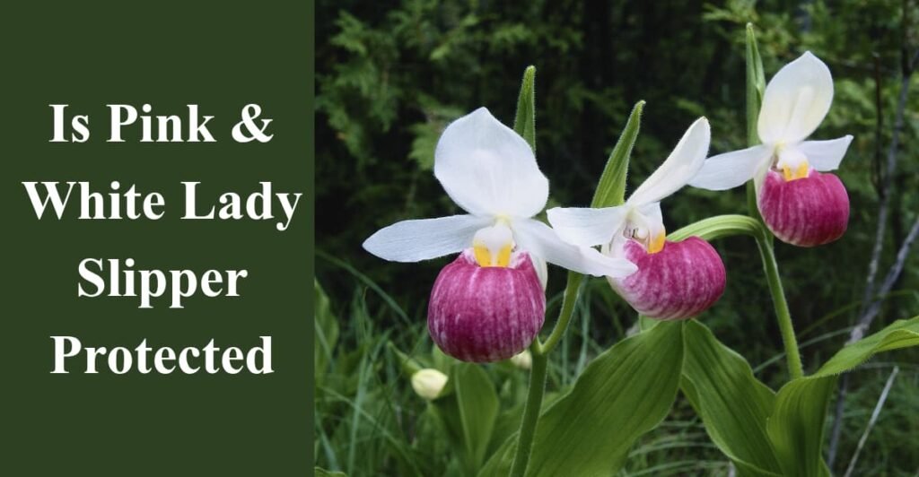 Is Pink & White Lady Slipper Protected